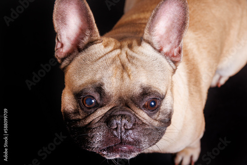 french bulldog portrait © Kolevski.V