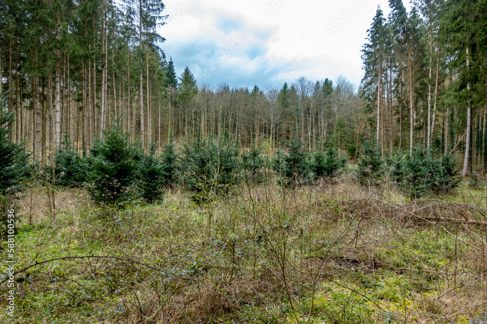 Wiederaufforstung nach Kahlschlag im Mischwald Wiederaufforstung nach Kahlschlag im Mischwald