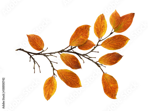 Autumn twig with colorful leaves isolated on white or transparent background