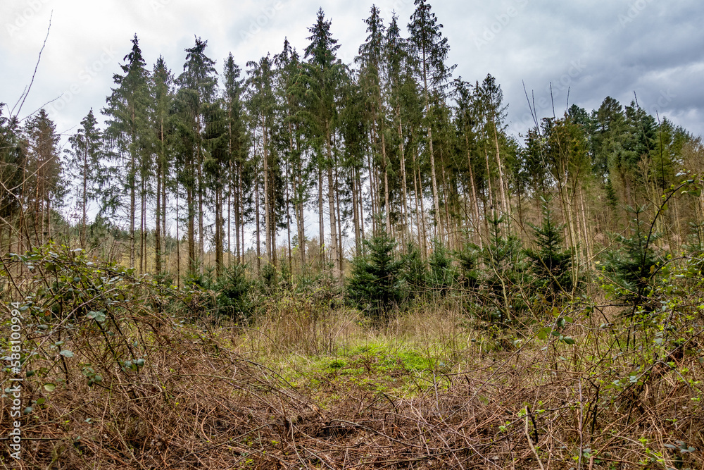 Wiederaufforstung nach Kahlschlag im Mischwald Wiederaufforstung nach Kahlschlag im Mischwald