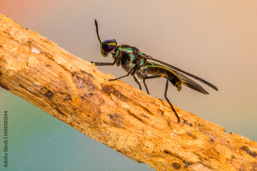 Hermetia Illucens, The Black Soldier Fly, Is A Common And Widespread ...