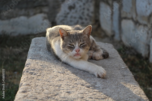 Grey white cat sleeping on a big stone in the sunshine. 