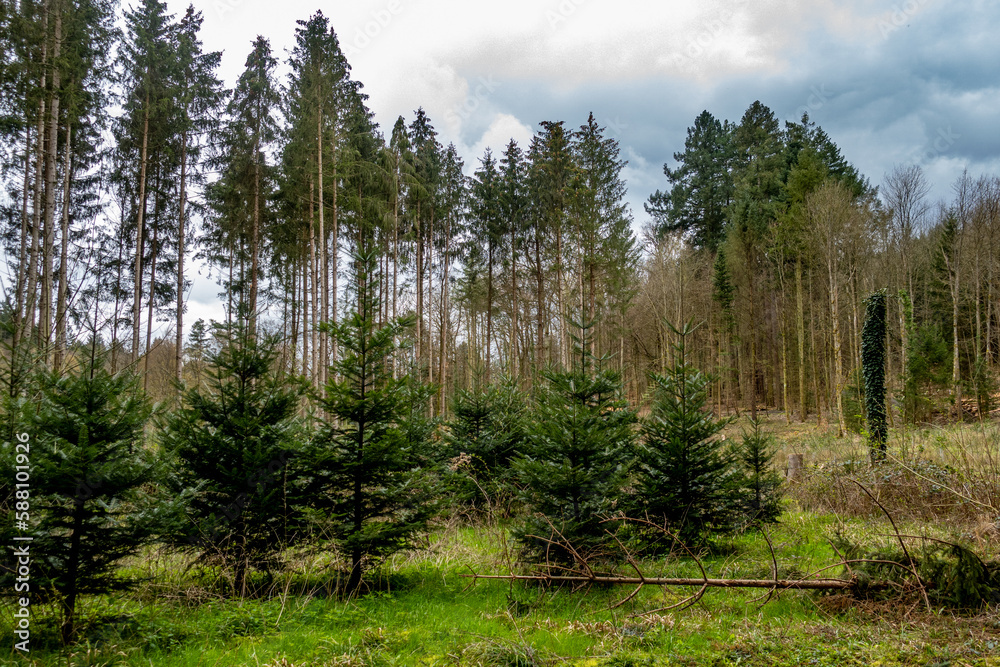 Wiederaufforstung nach Kahlschlag im Mischwald Wiederaufforstung nach Kahlschlag im Mischwald