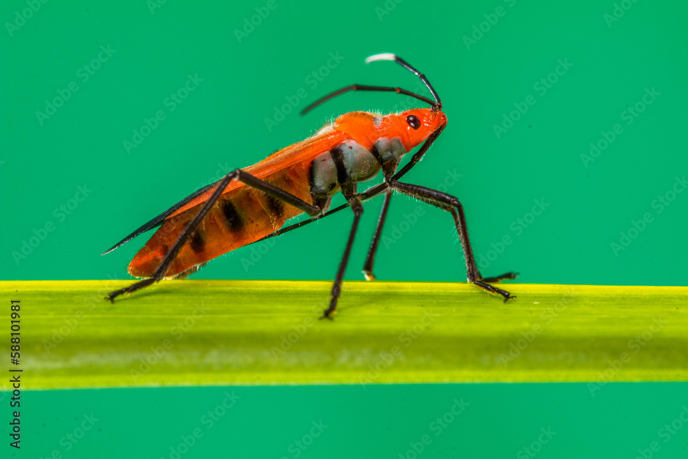 Dysdercus cingulatus is a species of true bug in the family Pyrrhocoridae, commonly known as the red cotton stainer Dysdercus cingulatus is a species of true bug in the family Pyrrhocoridae, commonly known as the red cotton stainer