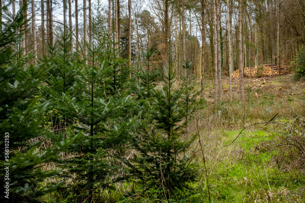 Wiederaufforstung nach Kahlschlag im Mischwald Wiederaufforstung nach Kahlschlag im Mischwald