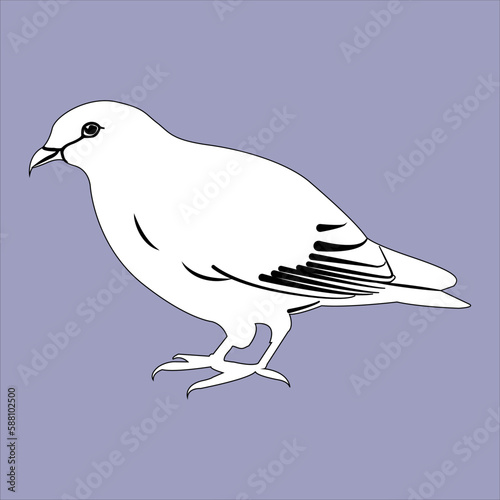  A Beautiful and Eye catching Pigeons Funny Look line art in Black and white