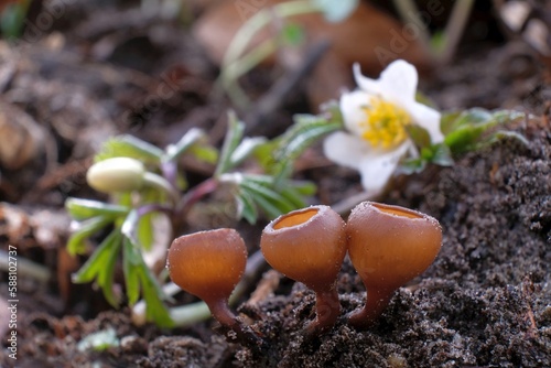 Amazing little mushroom - Dumontinia tuberosa. Parasites on the anemone rhizomes.
