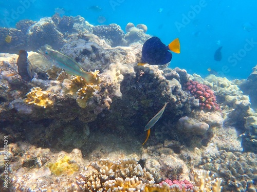 Tropical fish and coral reef near Jaz Maraya, Coraya bay, Marsa Alam, Egypt photo