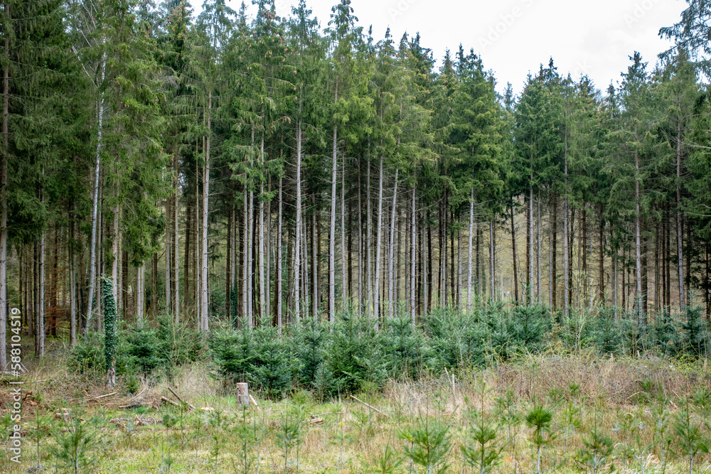 Wiederaufforstung nach Kahlschlag im Mischwald Wiederaufforstung nach Kahlschlag im Mischwald