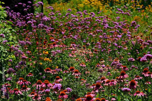 Pink rudbeckia flowers in the summer garden. Close-up