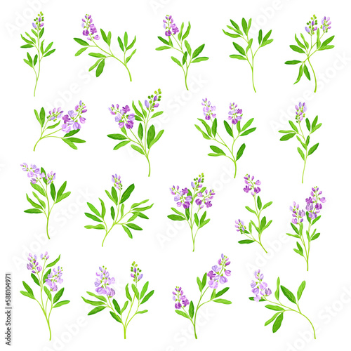 Alfalfa or Lucerne Healing Flower with Elongated Leaves and Clusters of Small Purple Flowers Big Vector Set