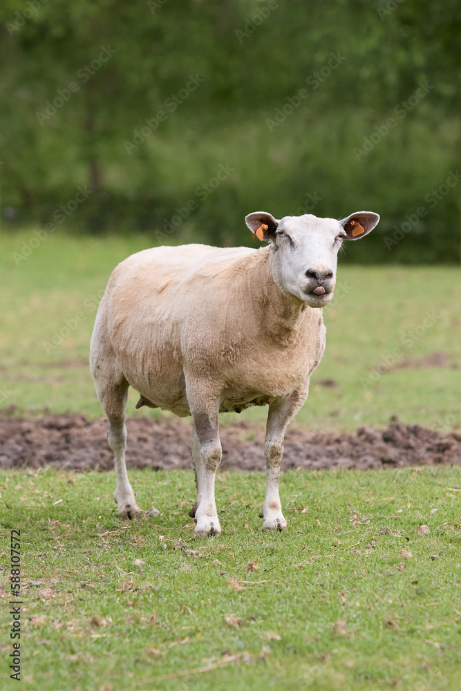 Freshly fleeced with Flemish sheep