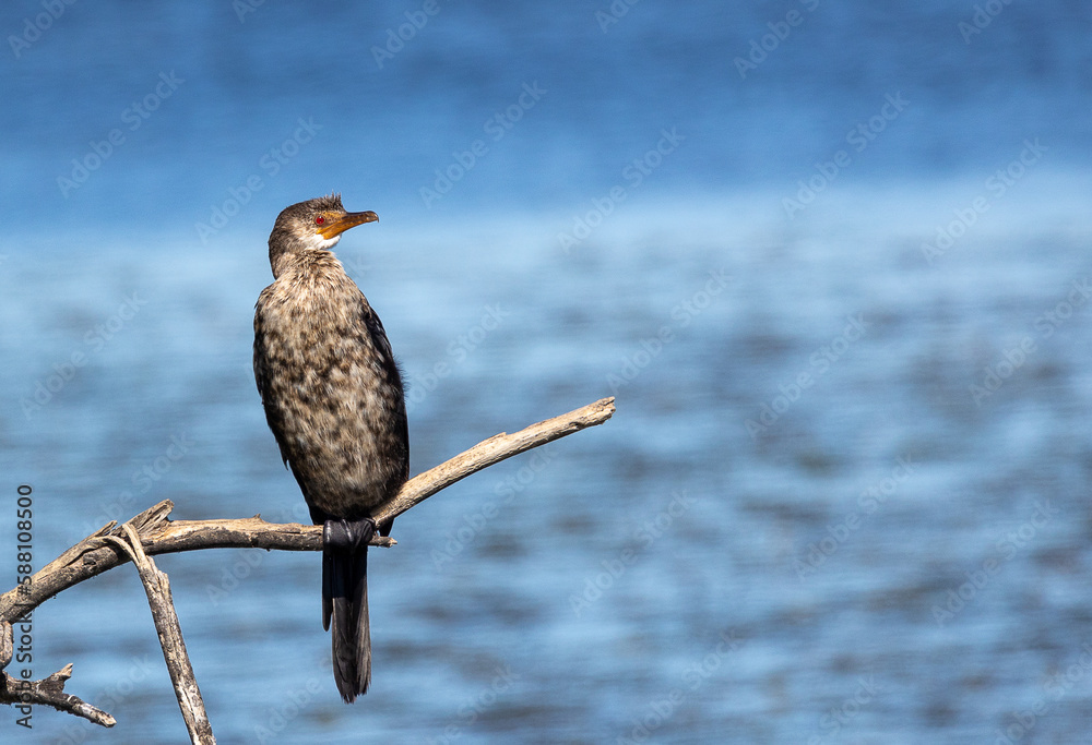 cormorant bird on a branch