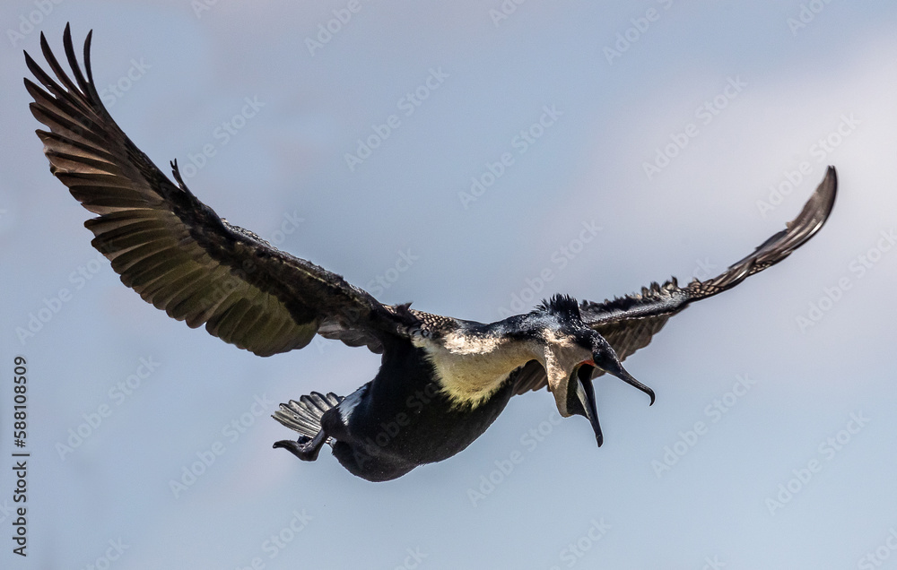 funny cormorant bird yelling in flight