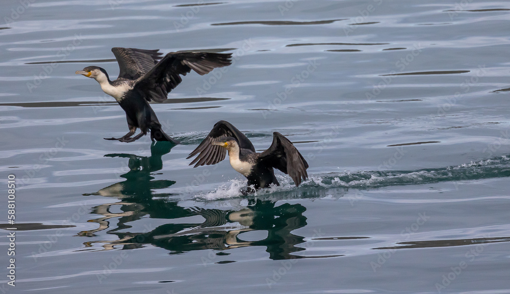 cormorants - white-breasted landing in water