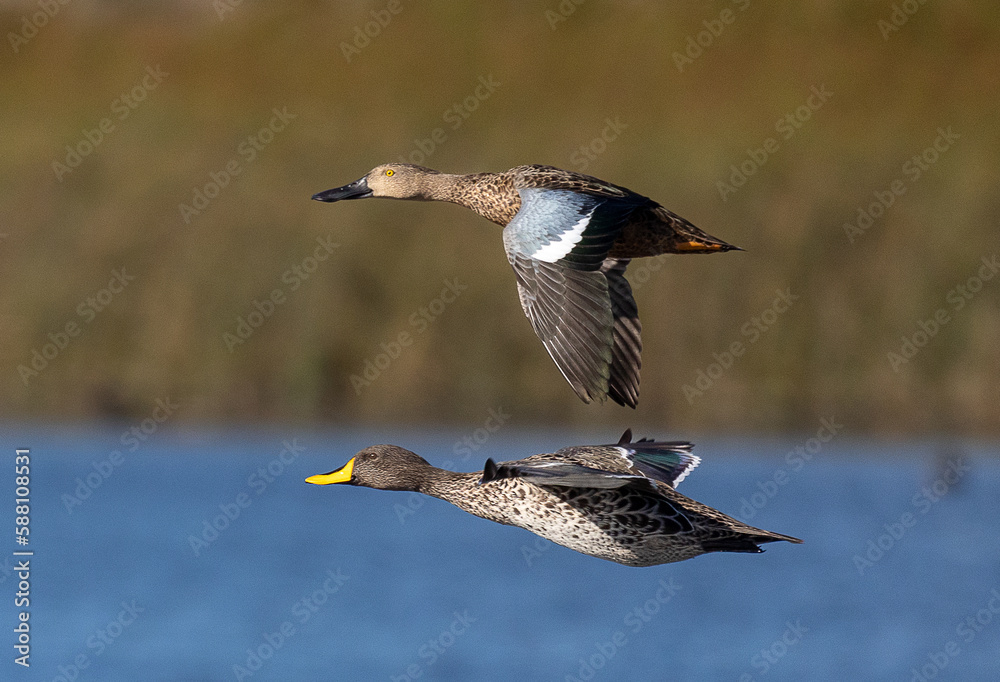 two ducks flying - cape shoveler and yellow-billed duck