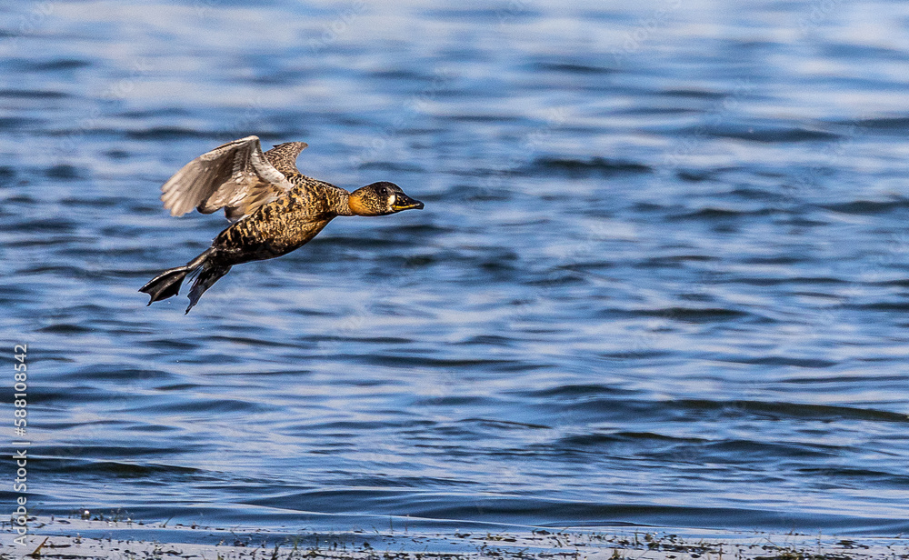 white-backed duck in flight