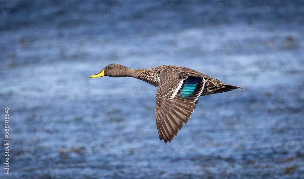 duck in the sky
