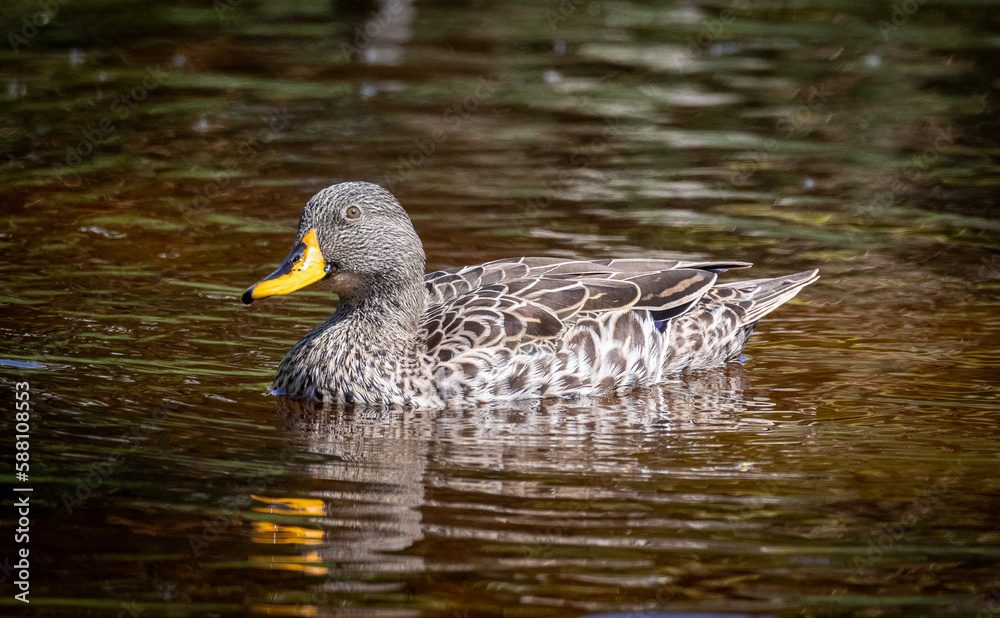 duck in the water