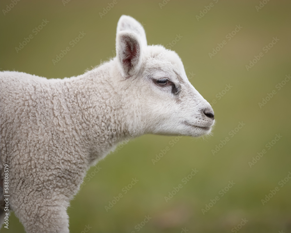 Obraz premium Close up isolated headshot of white lamb