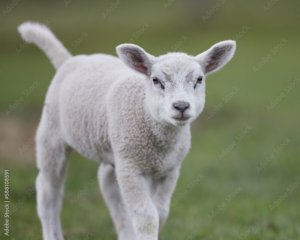 Young white lamb in the meadow in Spring time