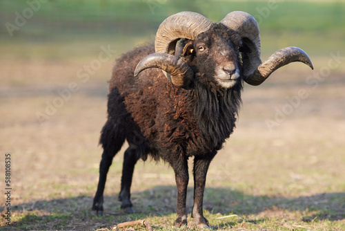 Frontal view of black male ouessant sheep with big horns