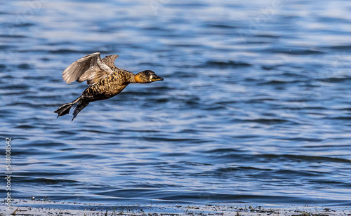 Obraz na płótnie white-backed duck in flight w salonie