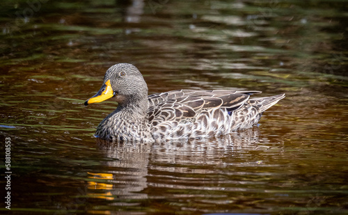 Obraz na płótnie duck in the water w salonie