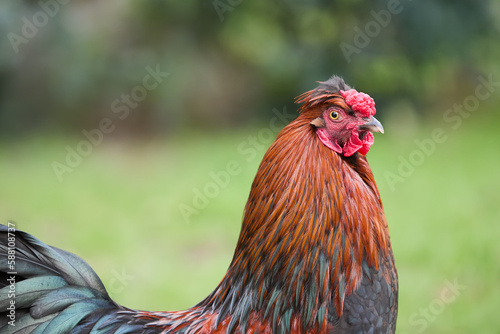 Close up of red brown young rooster in garden