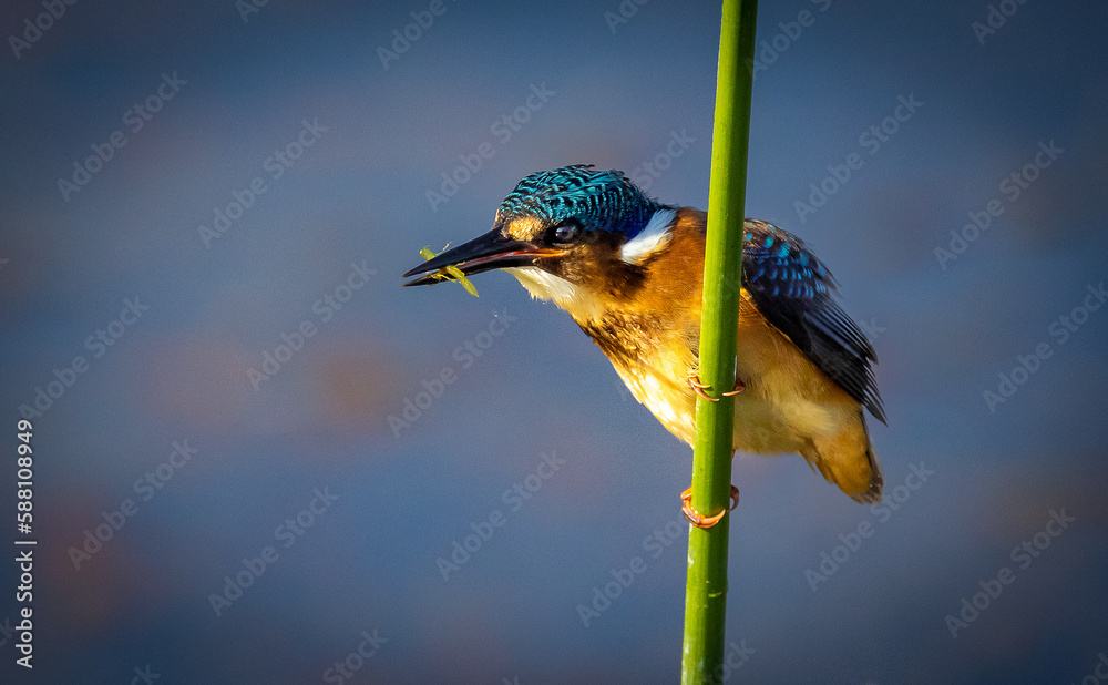 Pretty kingfisher bird eating a grub