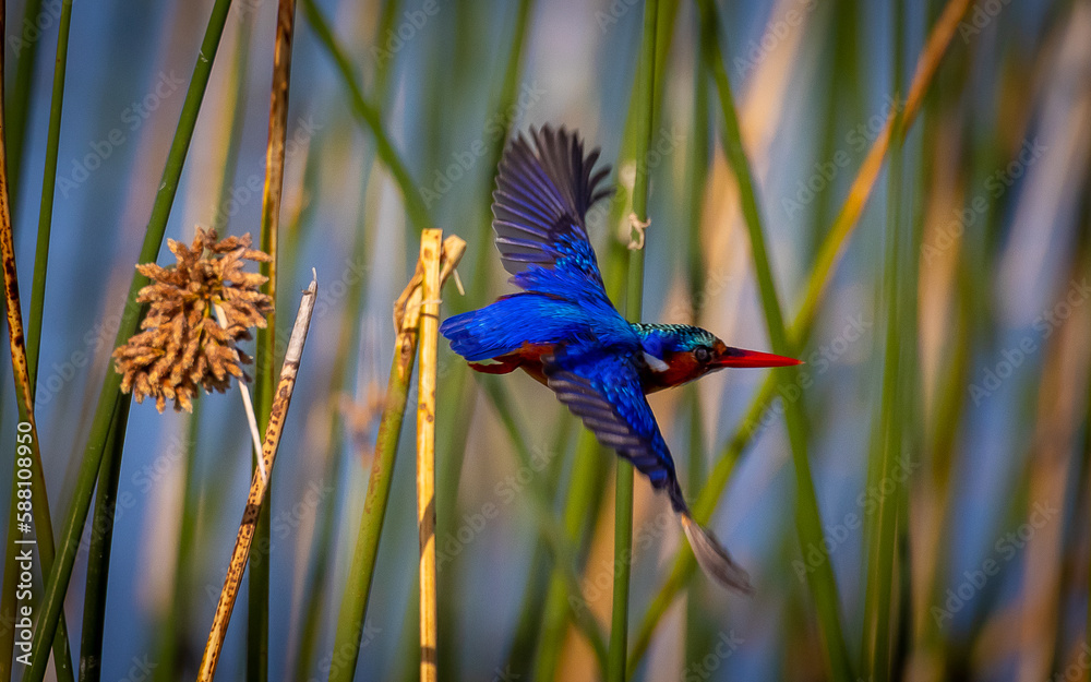 malachite kingfisher in flight