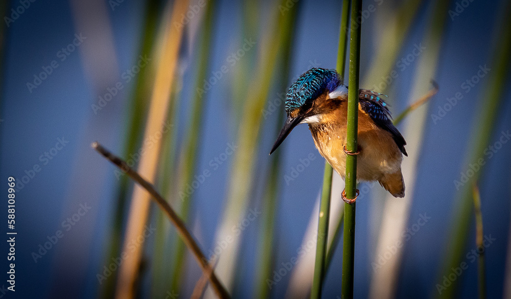 kingfisher on the branch