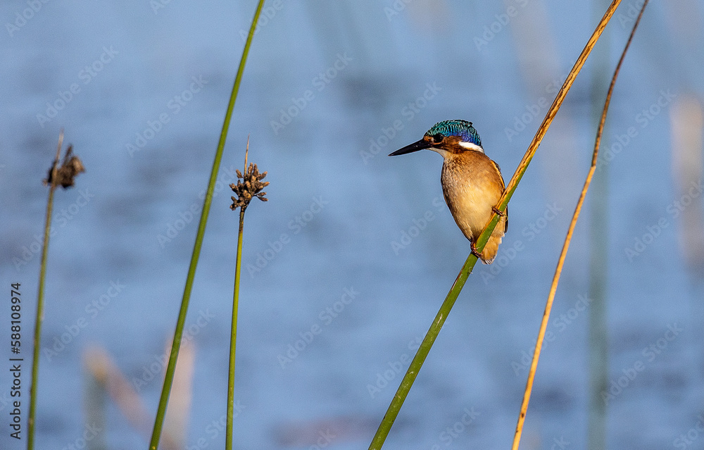 malachite kingfisher (juvenile) on a reed