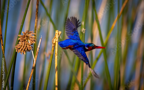 Obraz na płótnie malachite kingfisher in flight w salonie