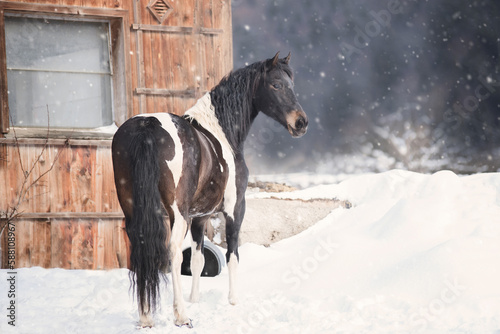 horse in winter