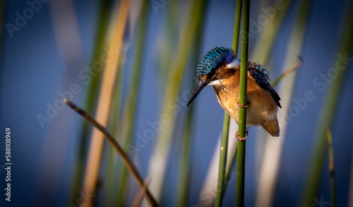 Obraz na płótnie kingfisher on the branch w salonie