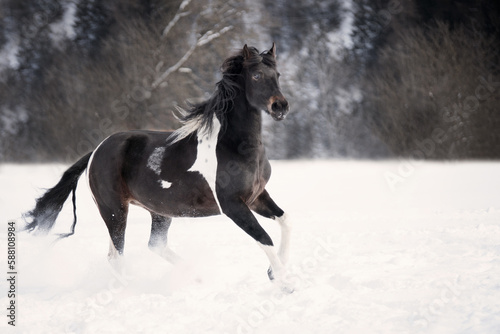 black horse running in snow