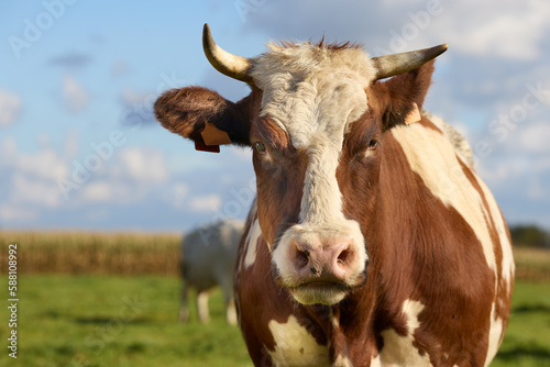 Close up of the head of a brown white cow