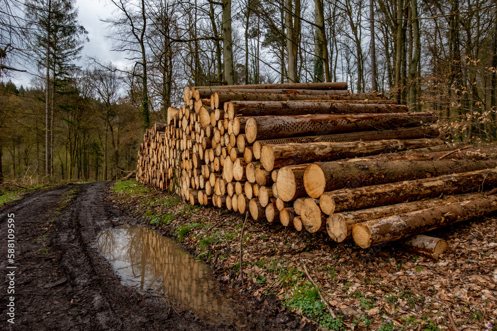 Gestapelte Baumstämme nach Abholzung im Mischwald