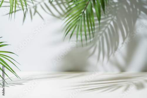 background with palm shadow