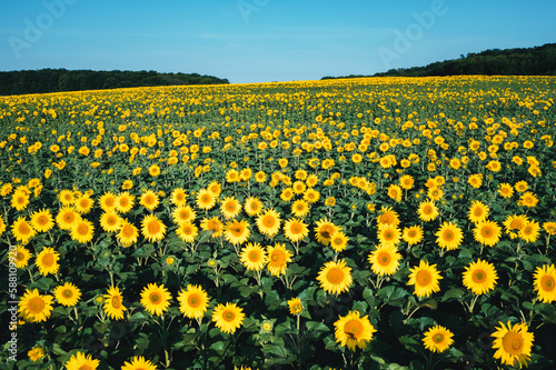 Bright yellow sunflowers amongst a field on a sunny day. Ukraine, Europe.