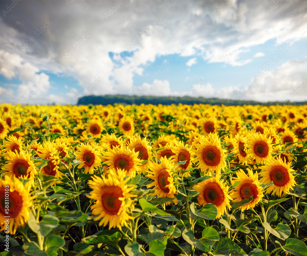 Obraz premium Spectacular view with bright yellow sunflowers close up on a sunny day.