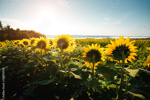 Bright yellow sunflowers amongst a field on a sunny day. Ukraine  Europe.