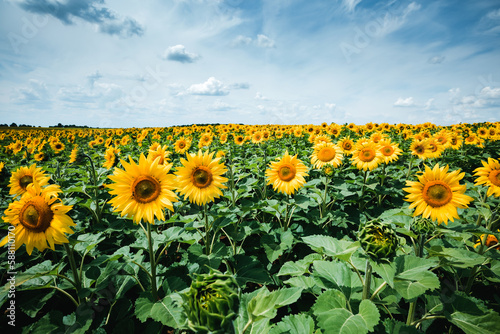 Attractive scene with bright yellow sunflowers close up on a sunny day. Ukraine  Europe.