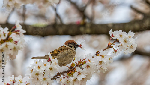 桜とスズメ 春 野鳥