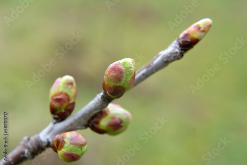 Buds swelled on the tree in spring