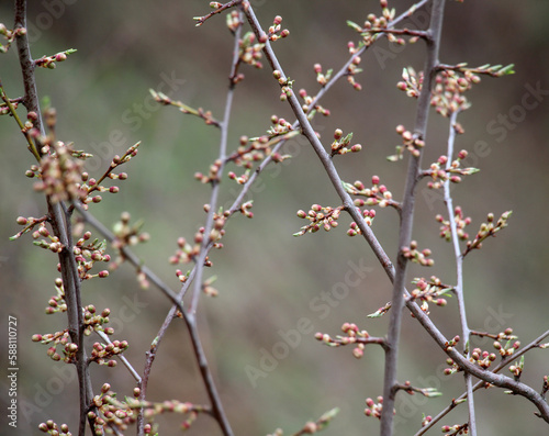 Buds swelled on the tree in spring