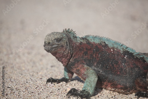 Galapagos marine iguana, Galapagos Islands, Ecuador