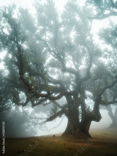 Mystischer Madeira Nebelwald / Feenwald