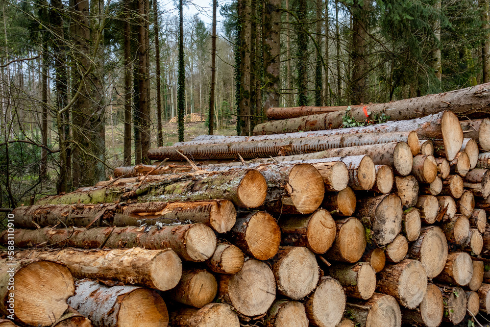 Gestapelte Baumstämme nach Abholzung im Mischwald Gestapelte Baumstämme nach Abholzung im Mischwald